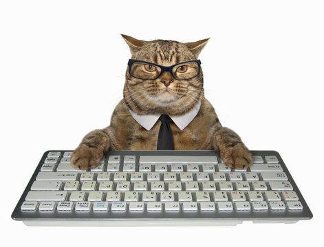 cat typing on computer