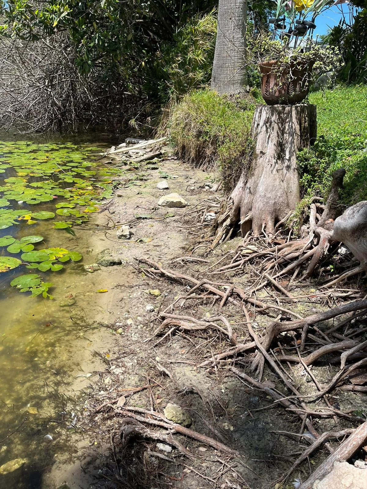 Drought 2023 in Holiday, Pasco County