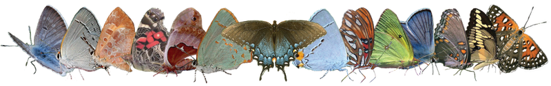 Butterflies and Moths of North America