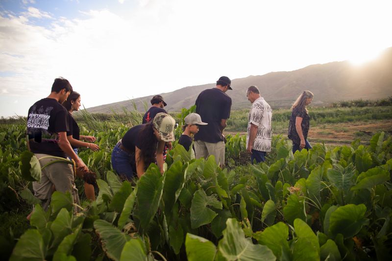 Growing More than Kalo - the Mauimama Spring 2026