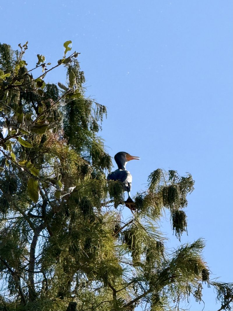 How Could Property Tax Reform Impact Conservation in Florida?