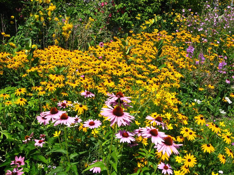 Florida Wildflowers