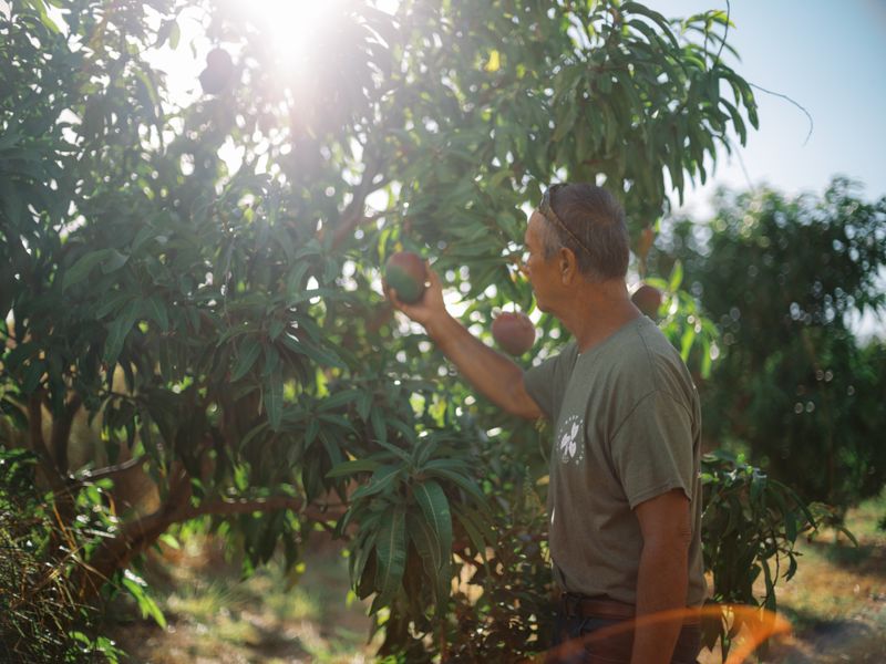 Maui Farmer's Support Community After Lahaina Fires