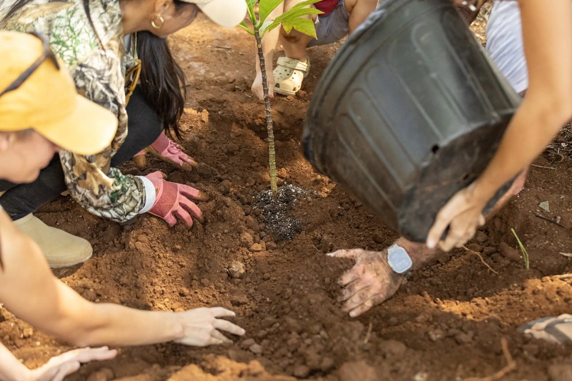 Hands planting a native seedling during a land restoration day